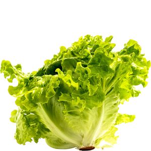 Lechuga de caserío